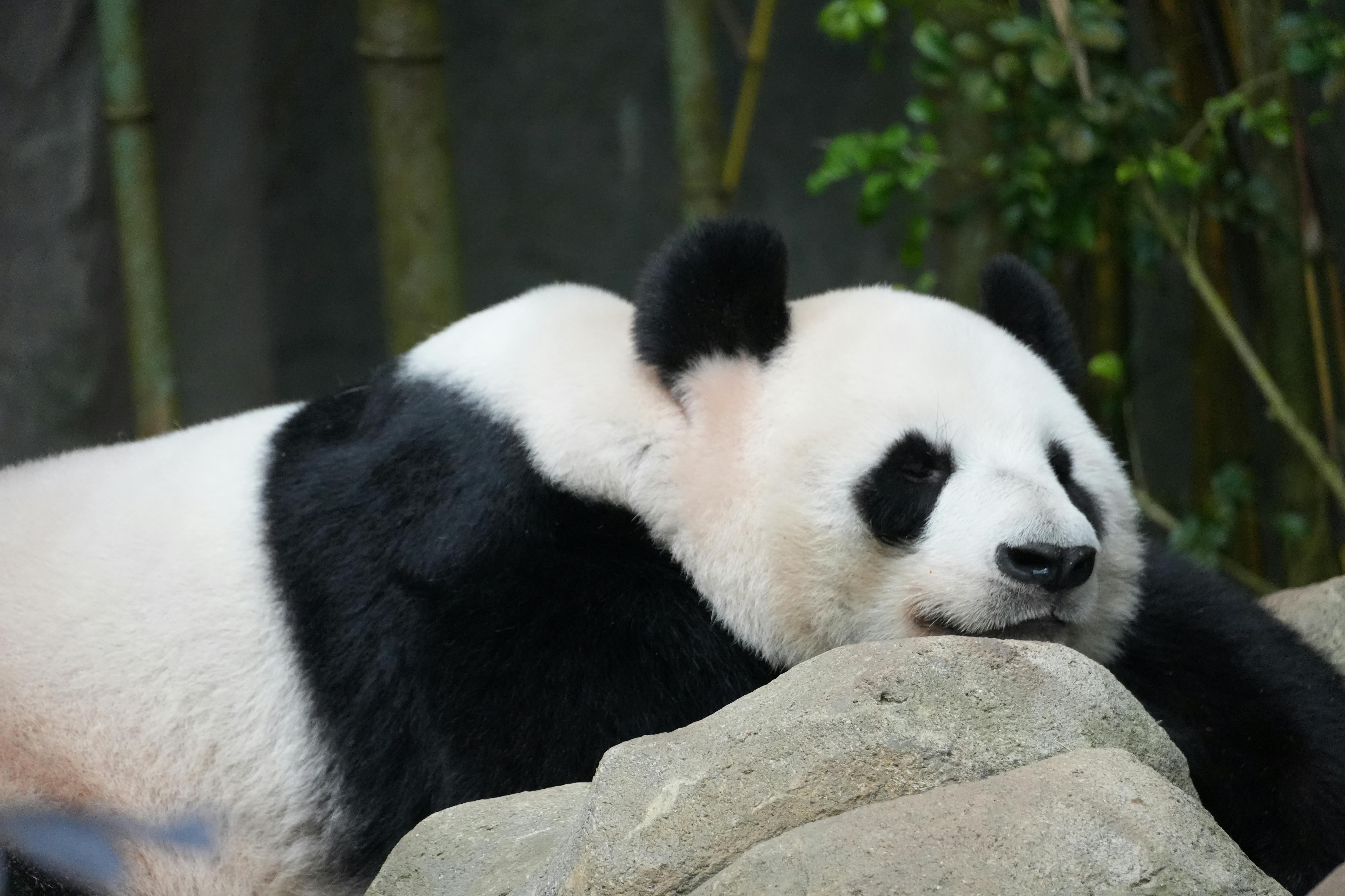 Chengdu Panda Landscape